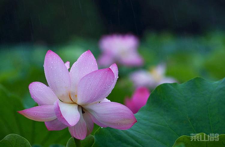 雨中即景